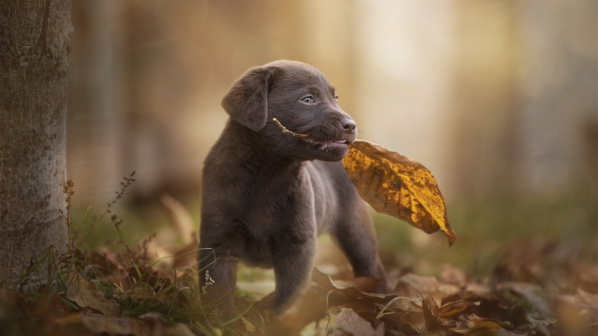 戴维斯杯的逆袭，西西帕斯如何从美网阴影中崛起，统治全场