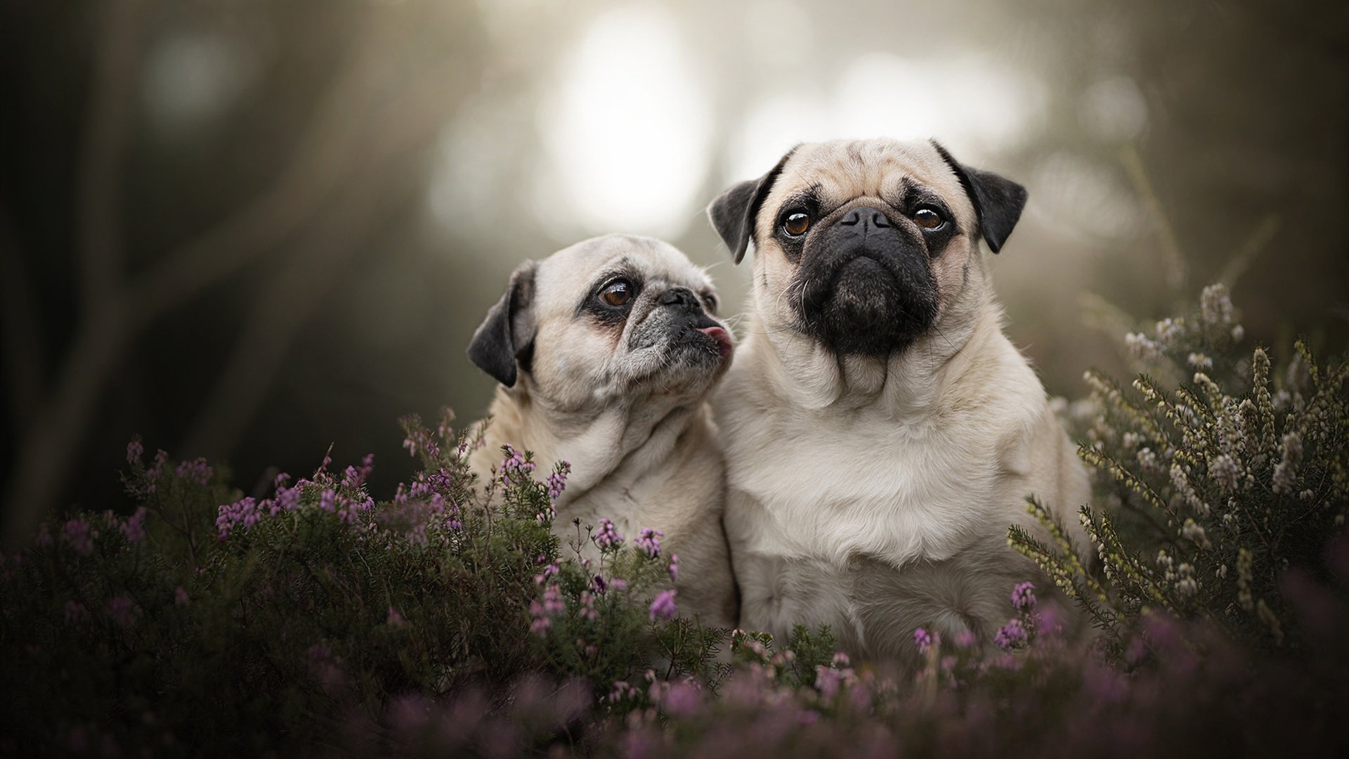 绝望边缘的王者风暴，法国队惊天逆转德国队，奥恰洛夫独木难支