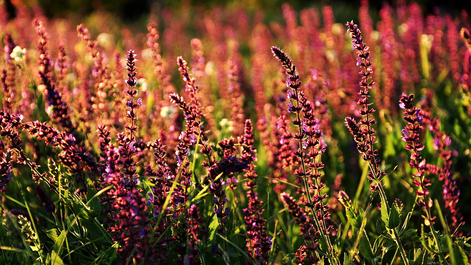 冰与火之歌，蒂亚戈如烈焰席卷，土耳其碾压格子军团