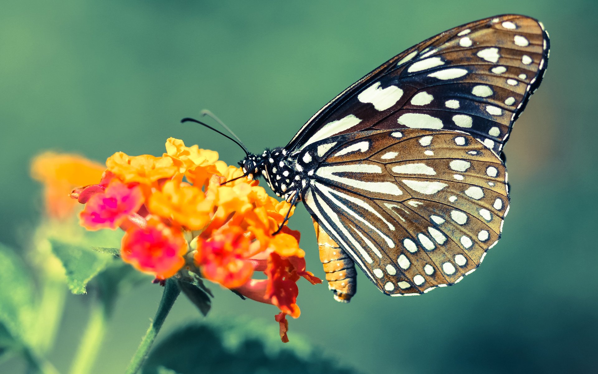 草地的奏鸣，团队的凯歌，梅德韦杰夫以温网级表现轻取联合杯，带领队伍奏响胜利强音