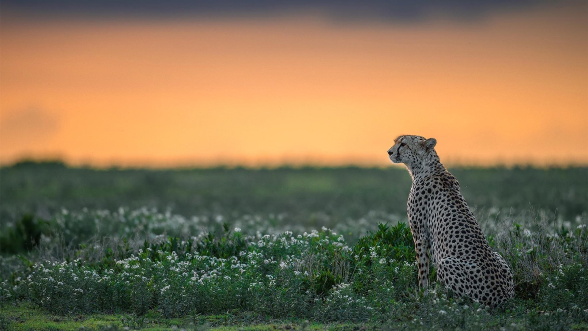 爱游戏tv-王朝大胜，又见魔王！掘金碾压江苏队，郭艾伦单场35分诠释高光