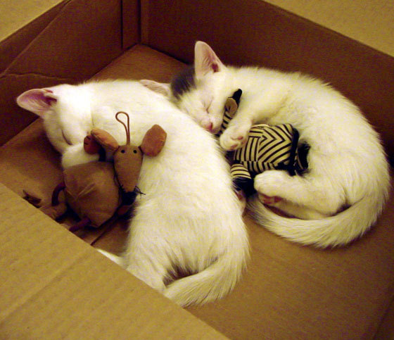 爱游戏体育-勇士浓眉杀出！威金斯擎天柱表现力克公牛