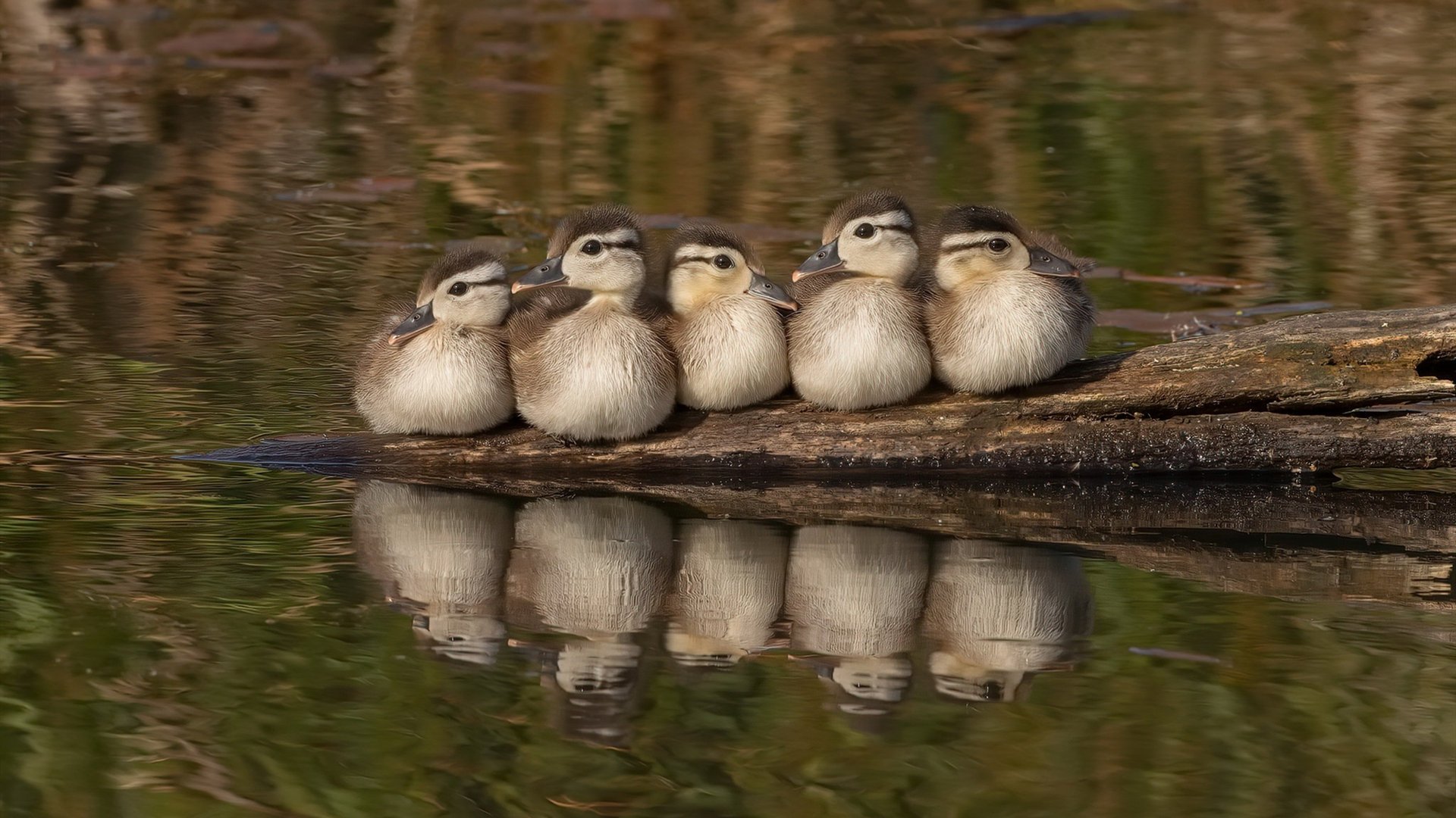压哨绝杀!莱比锡红牛2-1力克葡体,欧冠悬念保留至终场哨响