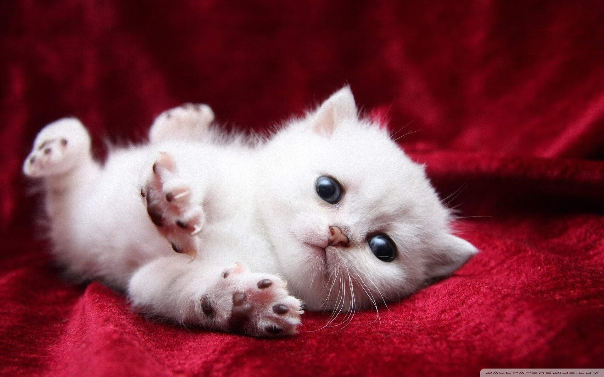 数学击败不了的诗，当文班亚马的满分评分遇见广东队的末节灵魂