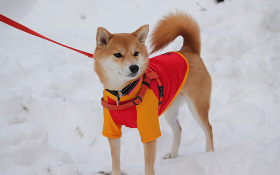 平行宇宙的篮球革命,当广东队封锁马刺,范弗利特成为历史重写者