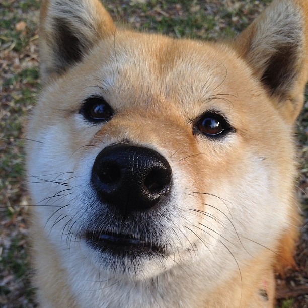 同夜双城记,东契奇个人英雄主义狂飙,76人团队风暴掀翻灰熊