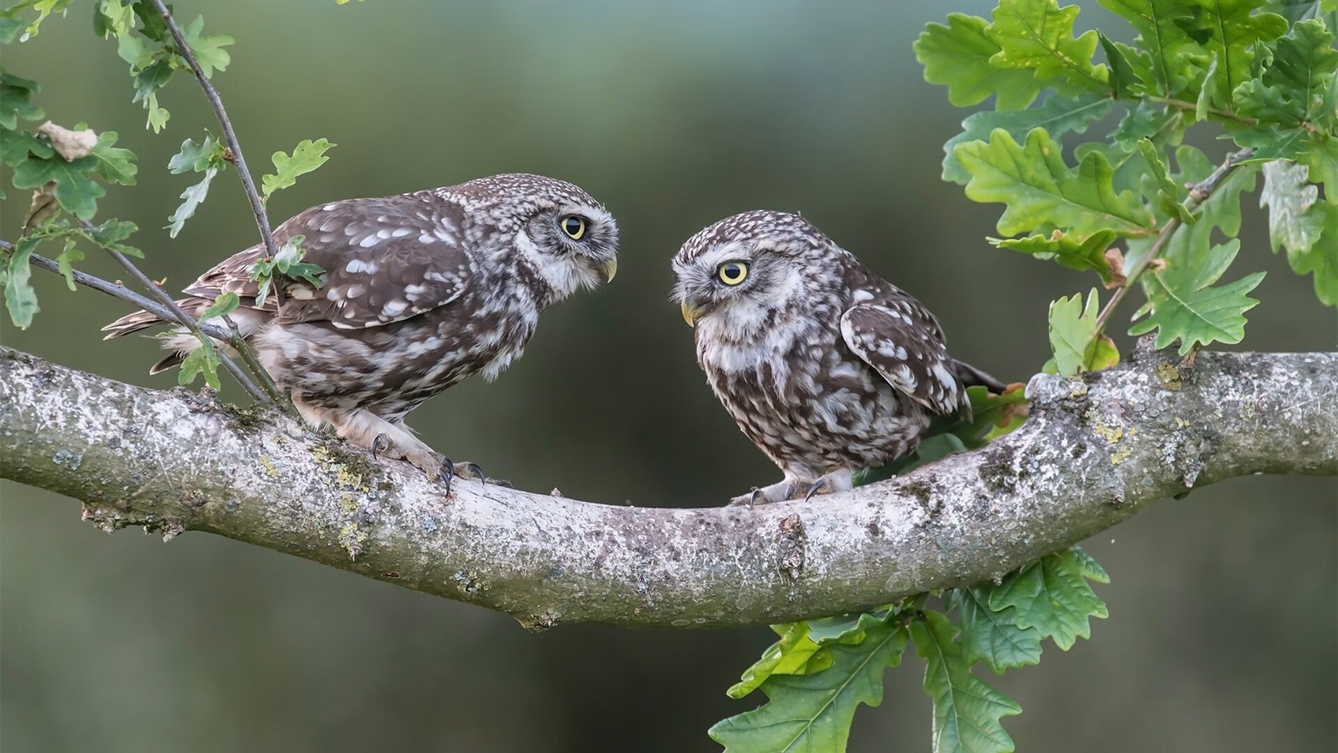 霍勒迪觉醒之夜，全程高能输出引领公牛踏平步行者