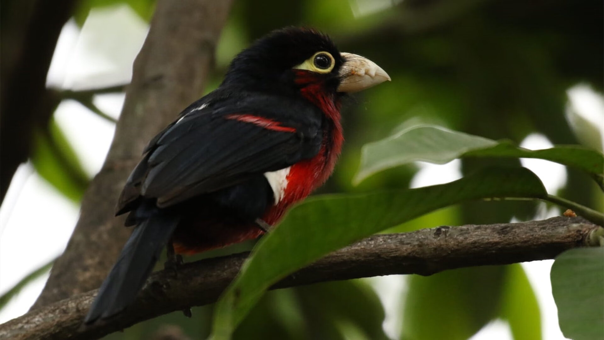 林中猛兽与摩天大楼,当爱德华兹的野性席卷深圳铁壁