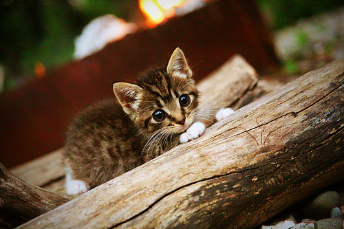 爱游戏官网-跨洋生死战，底特律活塞如何打穿辽宁男篮铁壁防线