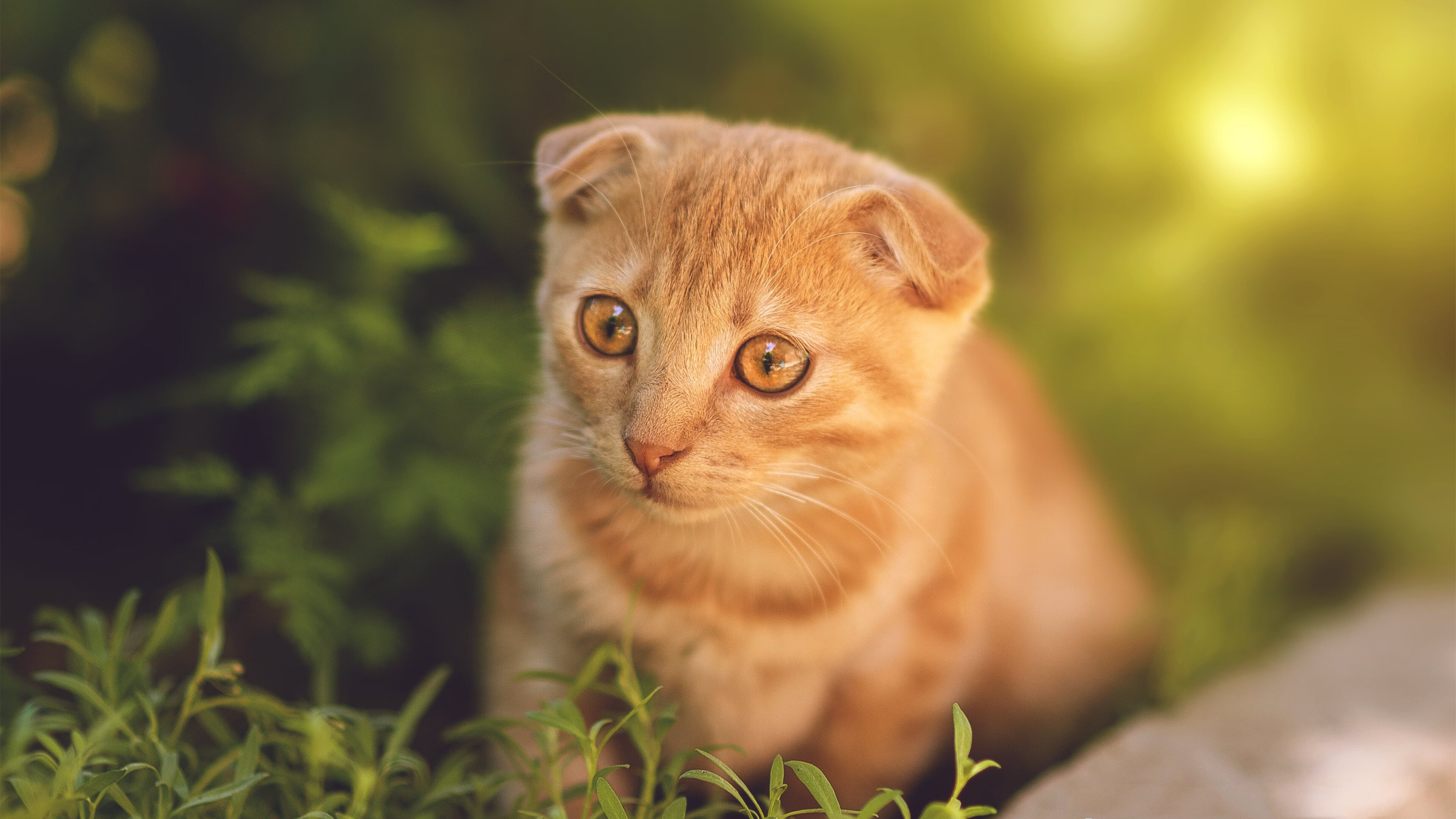 爱游戏入口-压制力双重奏，从足球场到F1赛道的绝对掌控