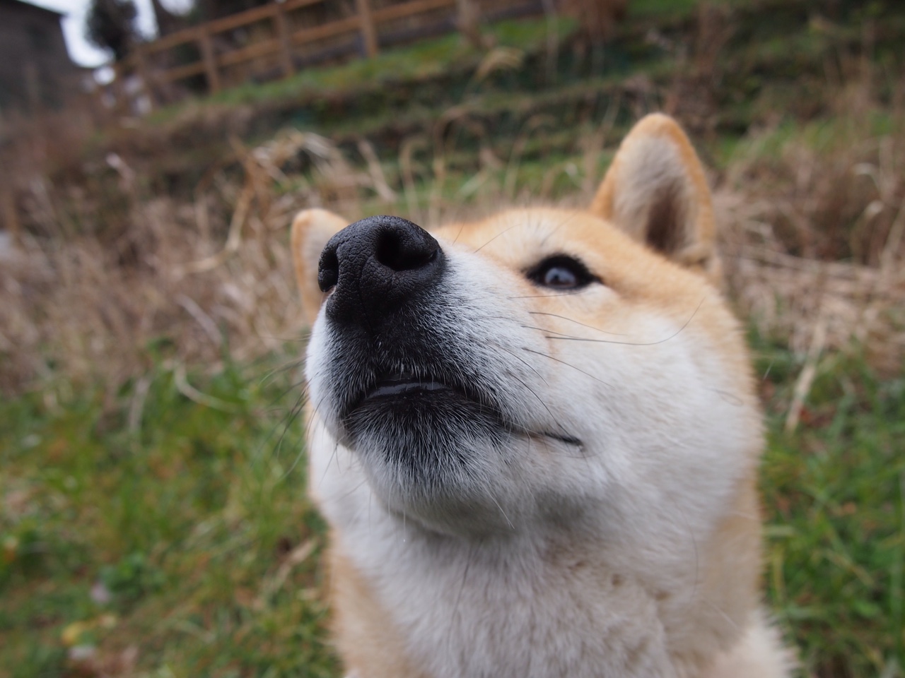 钢刺，布伦森在奥运资格关键战的黄蜂时刻