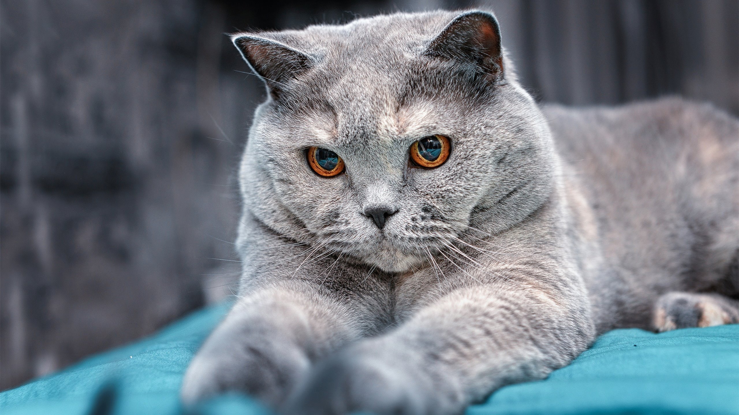 舞台无声转换，当卡塔尔与奥地利之战隐入背景，莫德里奇的大场面灵魂无处不在