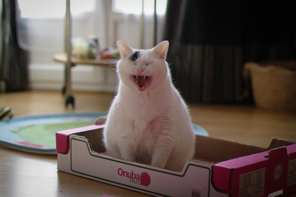 跨越太平洋的爆冷，当萨克拉门托国王力克辽宁男篮，约基奇如何成为关键先生？