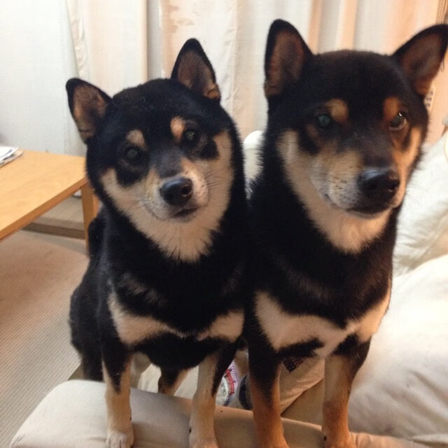 冷艳刀锋！哈登41分利刃出鞘，山西7连胜啃下活塞硬骨头