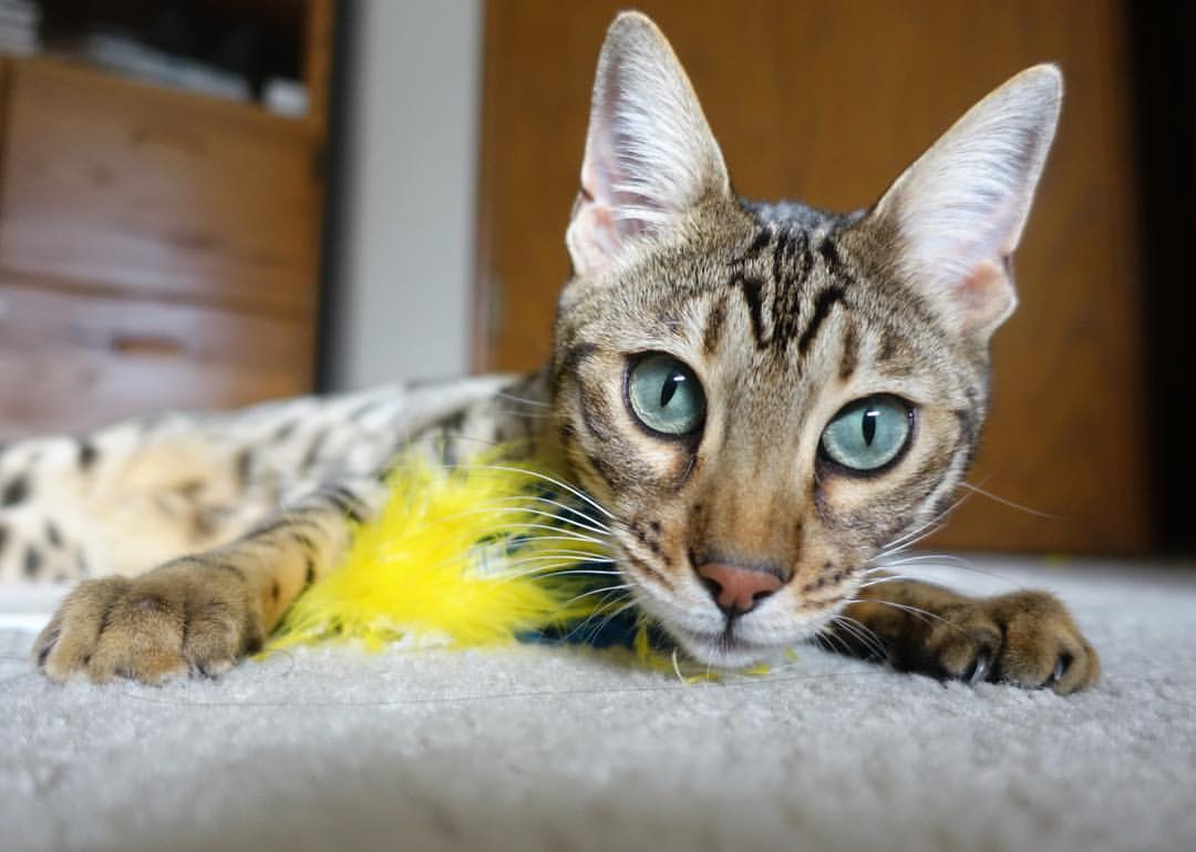 爱游戏官方-幽灵对决，当曼城遭遇莱比锡，贝林厄姆的火焰在谁的血脉中燃烧？