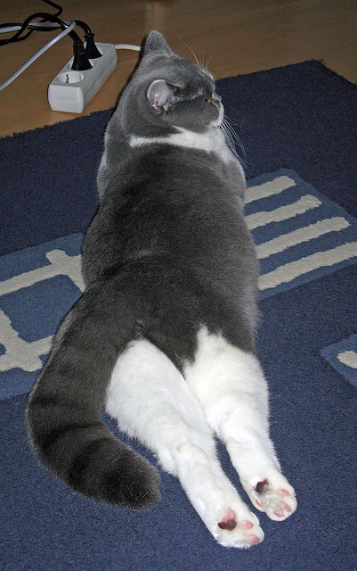 爱游戏官方入口-弯道与超车，当辽宁队的铁索阵，遇见F1赛道上的英格拉姆引擎