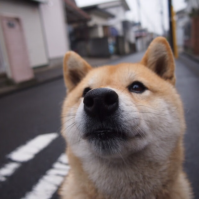魔咒与星火,基耶萨一刺,洞穿药厂铁幕