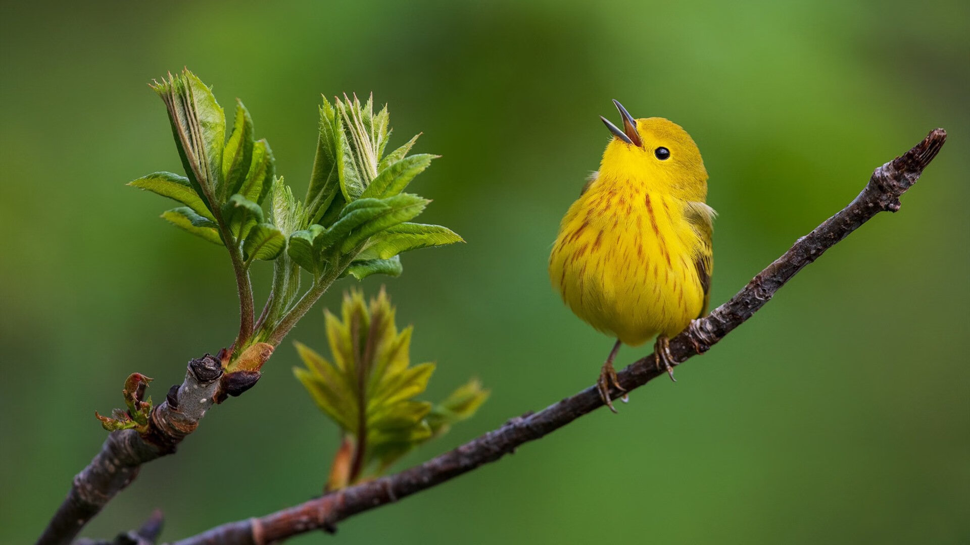 欧冠欧联双重奏，姆巴佩的闪光与拉齐奥的强压