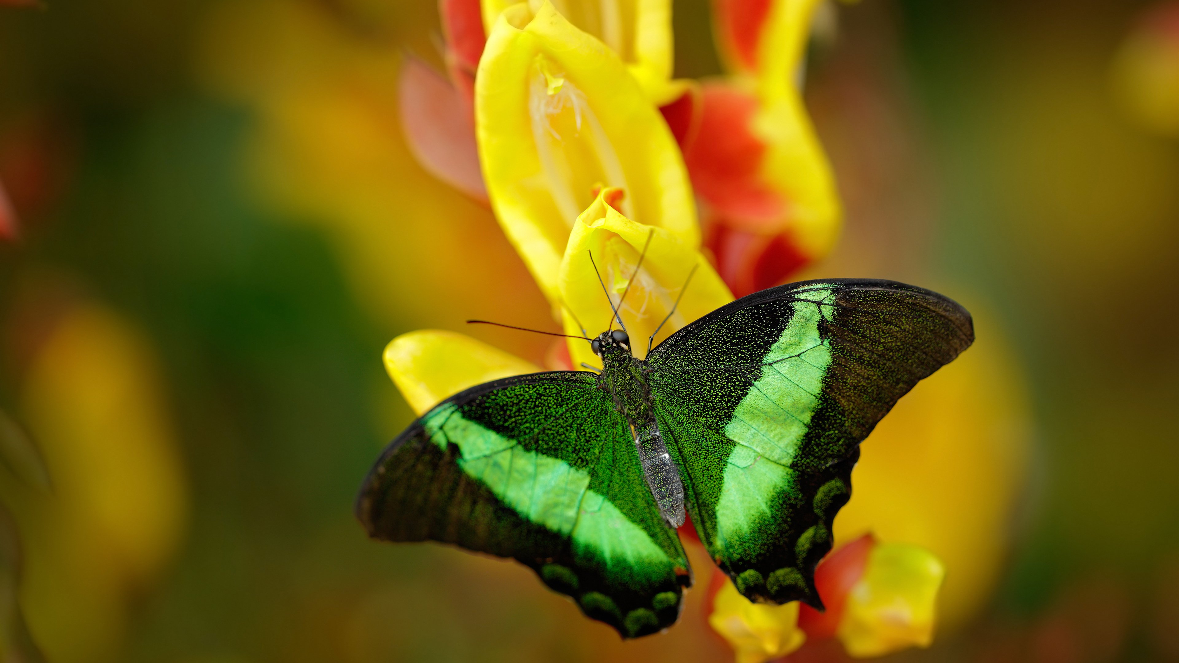 当东方明珠遇见未来支柱，上海队见证切特创造唯一历史