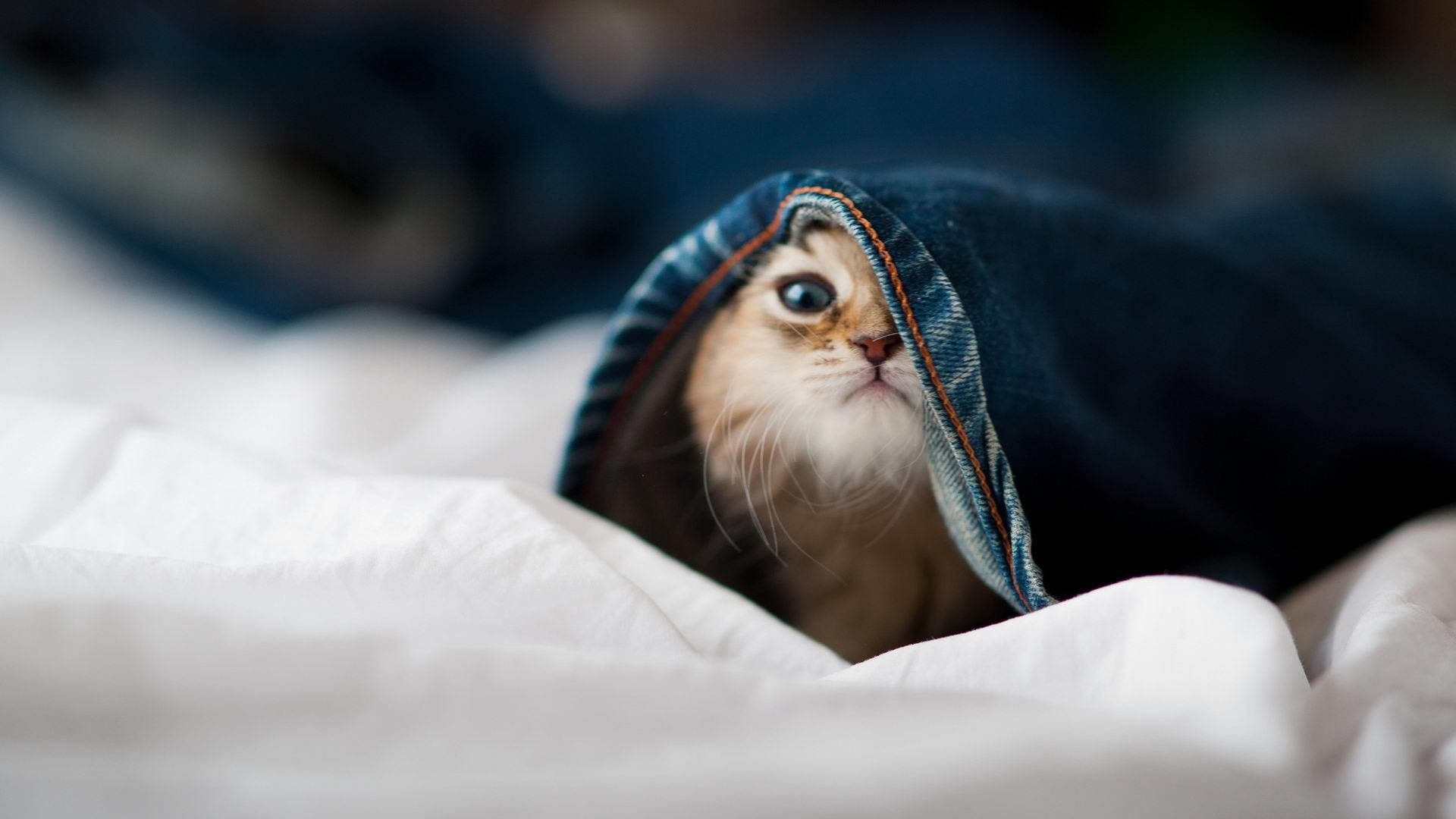 当东方明珠遇见未来支柱，上海队见证切特创造唯一历史