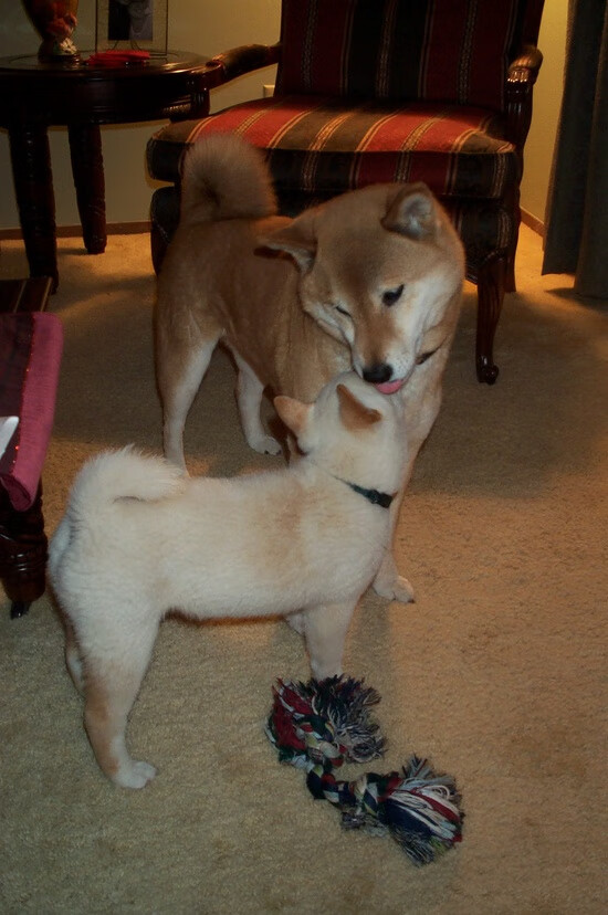 当热火冲垮太阳，东契奇与临界点法则