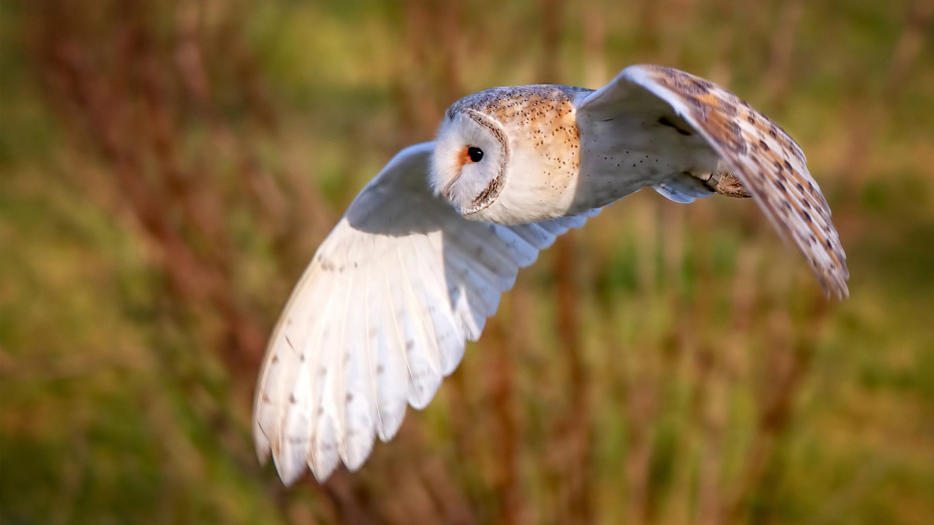 爱游戏娱乐-掘金绝杀北京队，班凯罗德甲称雄，体育关键时刻的领袖传奇